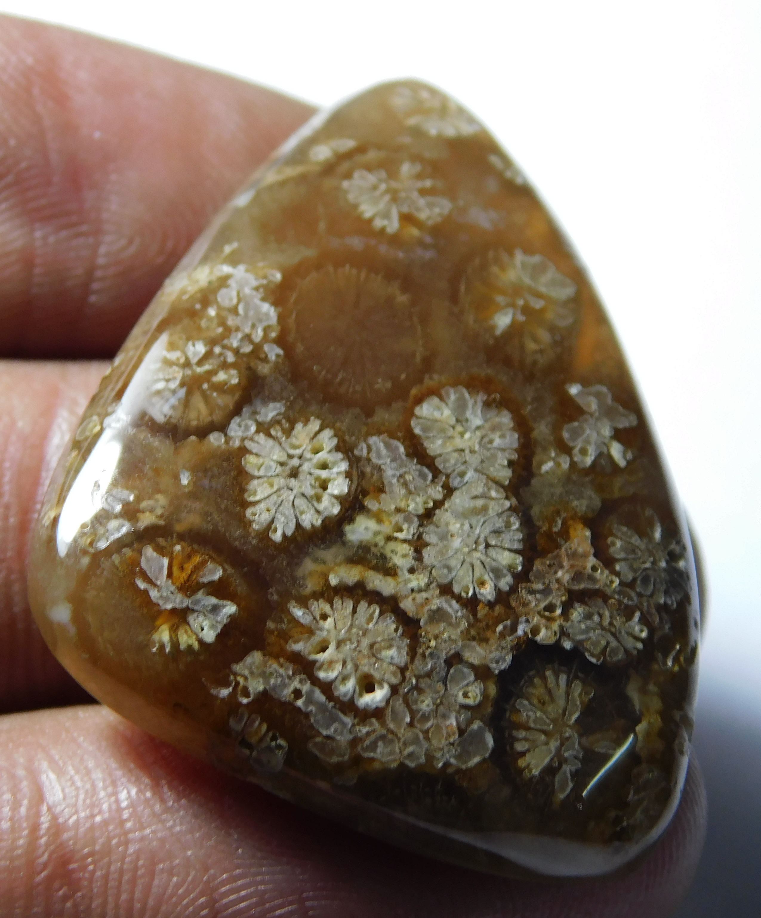 Fossil Coral Grade: Excellent