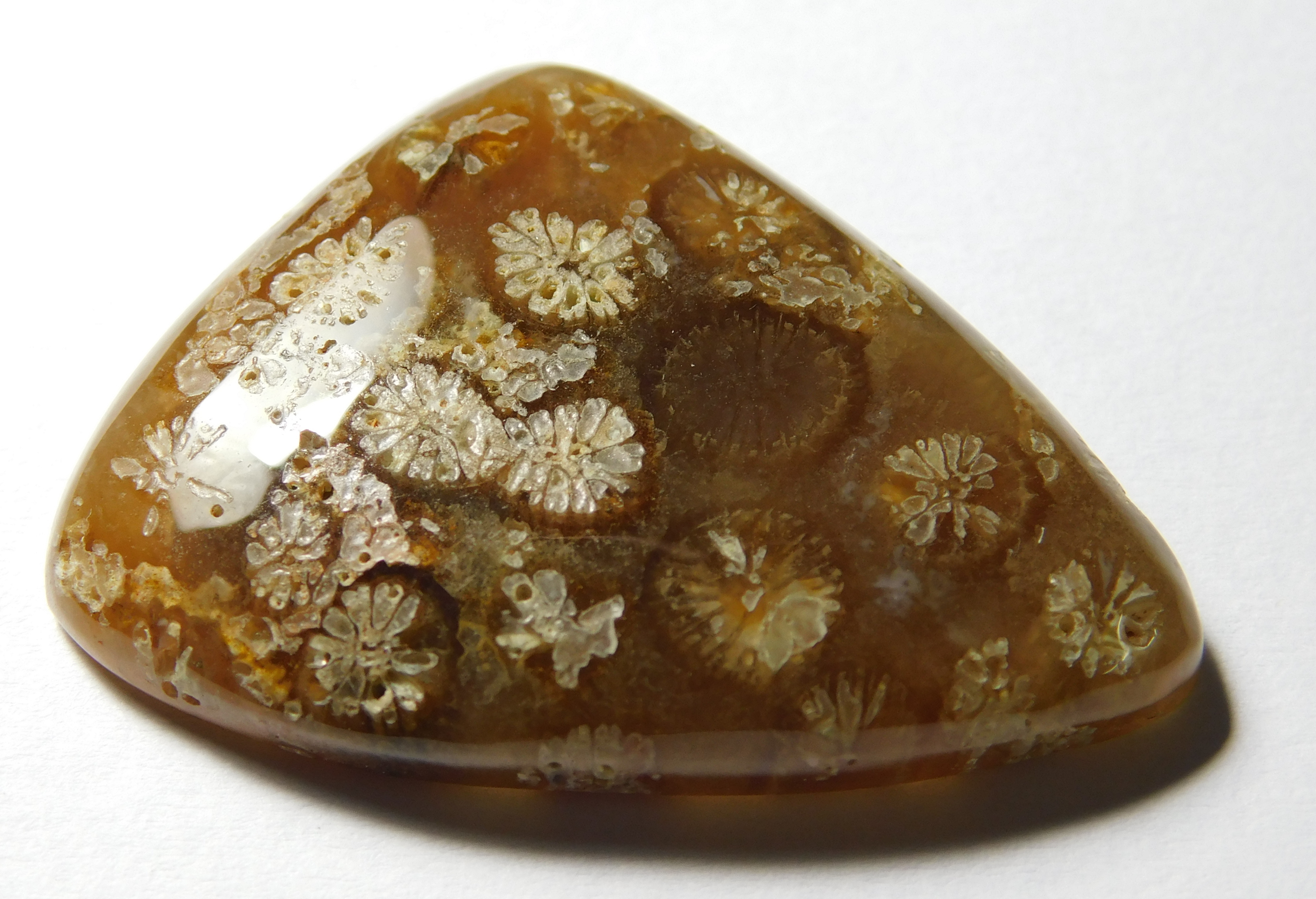 Fossil Coral Grade: Excellent