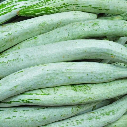 Snake Gourd - Variable Length, Long Shape, Light Green Color | High Yield, Versatile, Nutritious, Disease Resistant, Easy to Grow, Smooth Texture, Mild Taste