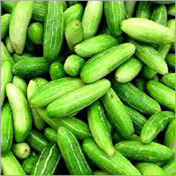 Ivy Little Gourd