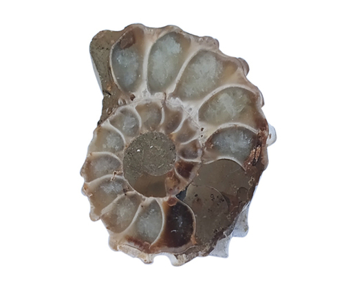 Gray Fantastic Healing Ammonite Stone