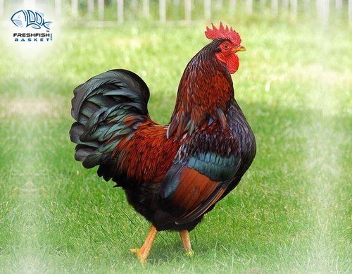 कलर बर्ड देसी चिकन