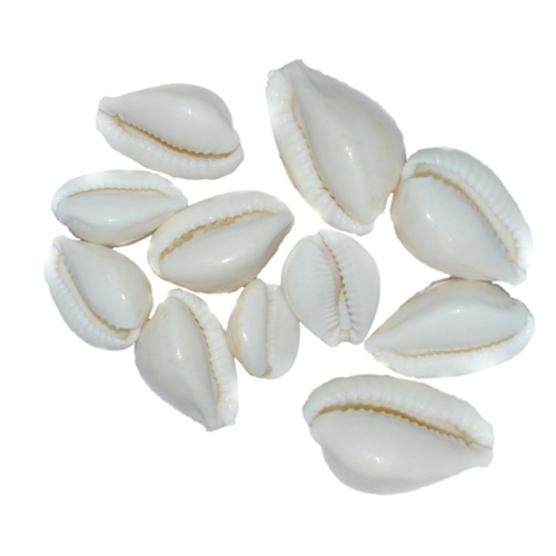 सफेद कौड़ी