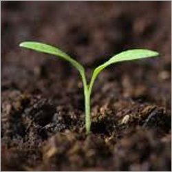 जैविक खाद अच्छे फसल का परिणाम देती है