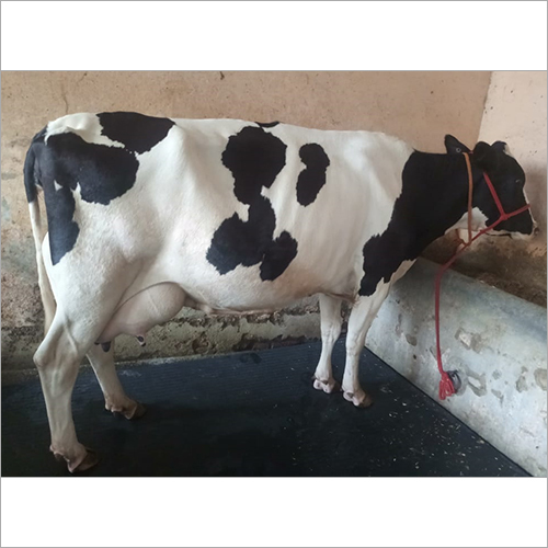 Desi Hf Cow - Color: Black And White