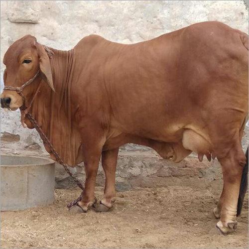 Brown American Jersey Cow