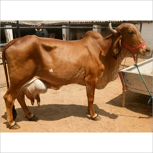 Cattle Brown Jersey Cow