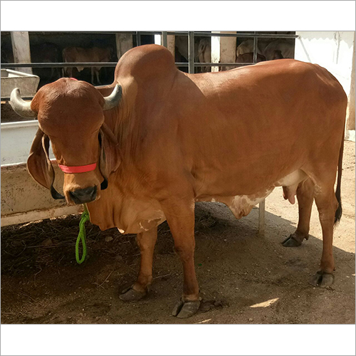 Brown Desi Jersey Cow