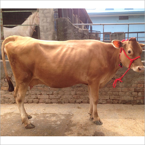 Dairy Jersey Cow - Medium Size, Light Brown, Female | High Butterfat, Low Maintenance, 18-25 Liters Milk Capacity Per Day