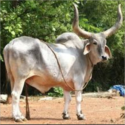 White Kankrej Bull - Gender: Male