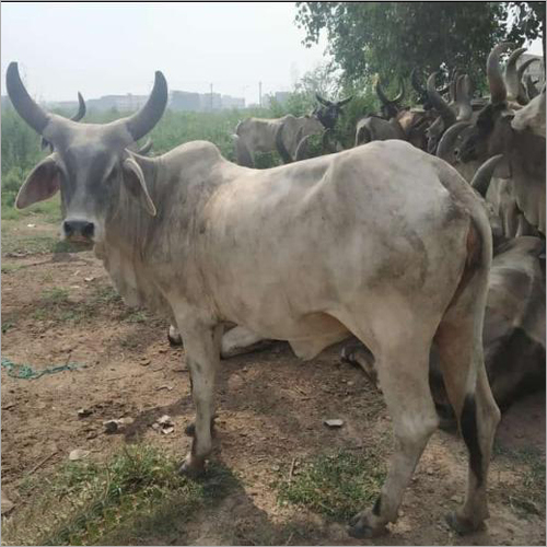 Pure Kankrej Bull - Color: Black And White