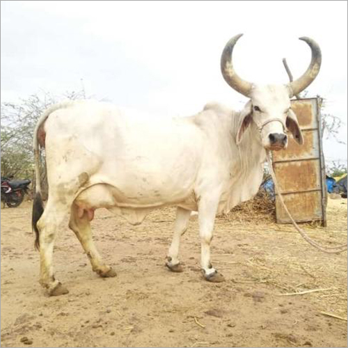 High Yield Kankrej Cow - Color: White