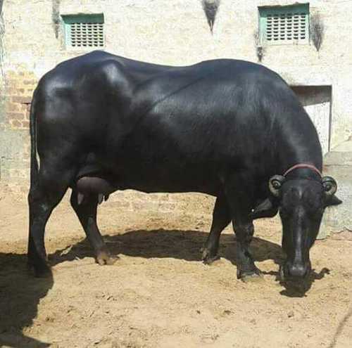 Murrah Breed Buffalo - Color: Black