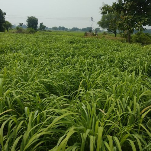 Dry Lemongrass - Color: Green