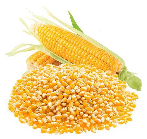 Yellow Maize
