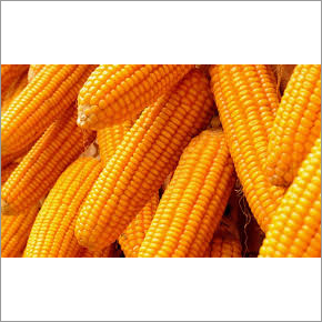Natural Yellow Maize - 99% Purity, Dried, Current Year Crop | Ideal For Corn Syrup, Cornmeal, Popcorn, And Balanced Animal Feed