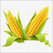 Natural Yellow Maize - 99% Purity, Dried, Current Year Crop | Ideal For Corn Syrup, Cornmeal, Popcorn, And Balanced Animal Feed