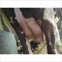 Hf Cow - 580 Kilograms, Black And White Color Markings | High Protein Milk Production, Long Lifespan, Frequent Lactation