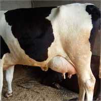 Hf Cow - 580 Kilograms, Black And White Color Markings | High Protein Milk Production, Long Lifespan, Frequent Lactation