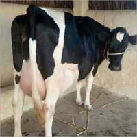 Hf Cow - 580 Kilograms, Black And White Color Markings | High Protein Milk Production, Long Lifespan, Frequent Lactation
