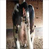 Hf Cow - 580 Kilograms, Black And White Color Markings | High Protein Milk Production, Long Lifespan, Frequent Lactation