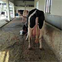 Hf Breed Cow - Color: Black And White