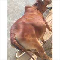 High Yield Sahiwal Cow - 300-600 Kg Weight, Brown Color | Premium Dairy Farming With 15-16 Liters Daily Milk Production
