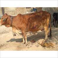 High Yield Sahiwal Cow - 300-600 Kg Weight, Brown Color | Premium Dairy Farming With 15-16 Liters Daily Milk Production