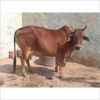 High Yield Sahiwal Cow - 300-600 Kg Weight, Brown Color | Premium Dairy Farming With 15-16 Liters Daily Milk Production