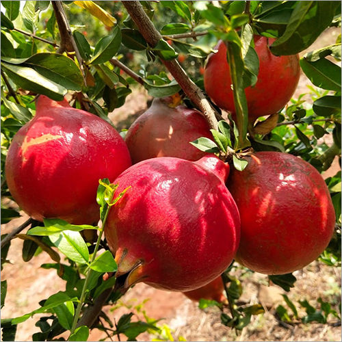 Common Fresh Pomegranate