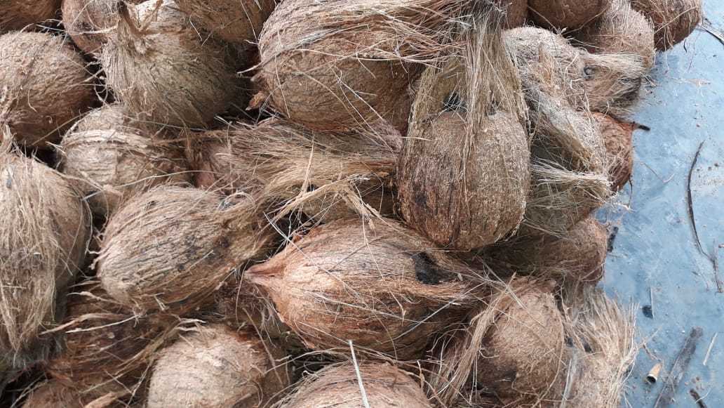 Husked Coconut Shelf Life: 30 Days