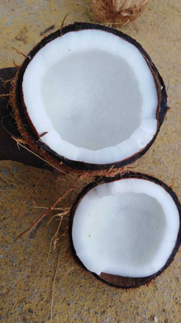 Husked Coconut Shelf Life: 30 Days