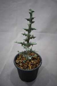 प्लांट यूफोरबिया स्टेनोक्लाडा