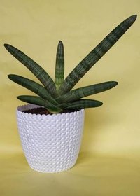 प्लांट सेंसेविया बोनसेल