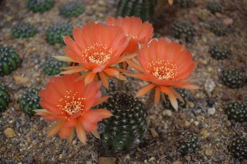 Plant Lobivia Orange Flowering Flower