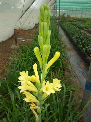 सुगंधित पीला रजनीगंधा (रजनीगंधा) फूलों की शेल्फ लाइफ: देखभाल के वर्षों के अनुसार