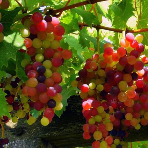 Liquid Grape Flavour