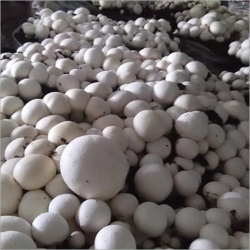 बटन मशरूम