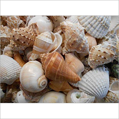 सजावटी मिश्रण समुद्र के गोले