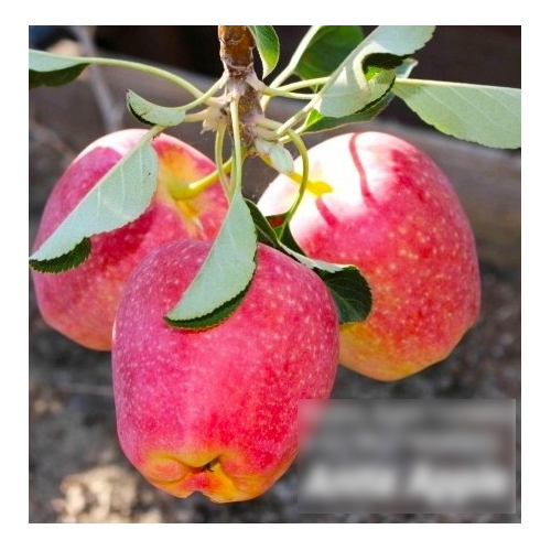 Anna Apple Plant - Color: Red