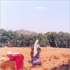 सफेद नारियल फाइबर