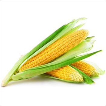 Yellow Corn