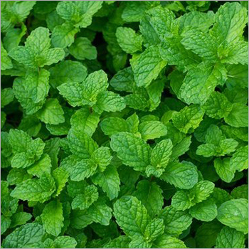 Mint Leaves - Fresh Herb, Shelf Life: 5 Days | Ideal for Garnishing Drinks, Enhancing Flavors, and Refreshing Herbal Tea