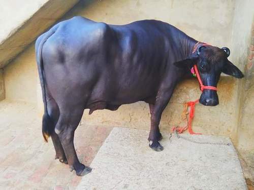 Black Pure Murrah Buffalo