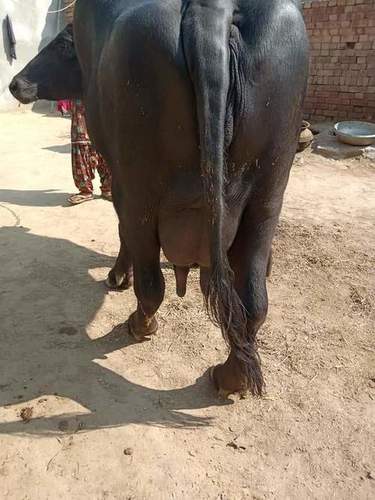 Black Pure Murrah Buffalo
