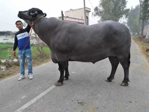 Murrah Bull Gender: Female