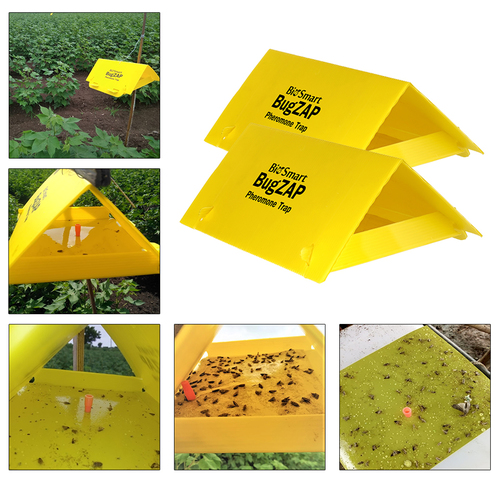 फेरोमोन पीला डेल्टा जाल और लालच