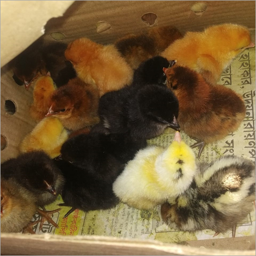Hen Chick - 10-30 Days Old, 70-80 Grams Weight | Disease-Resistant, High Protein, Nutritive Value, Ideal for Poultry Farming