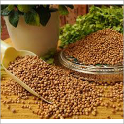 कच्चा धनिया