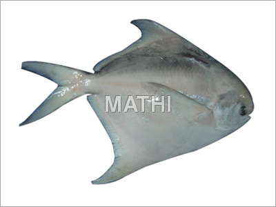 सिल्वर पोम्फ्रेट